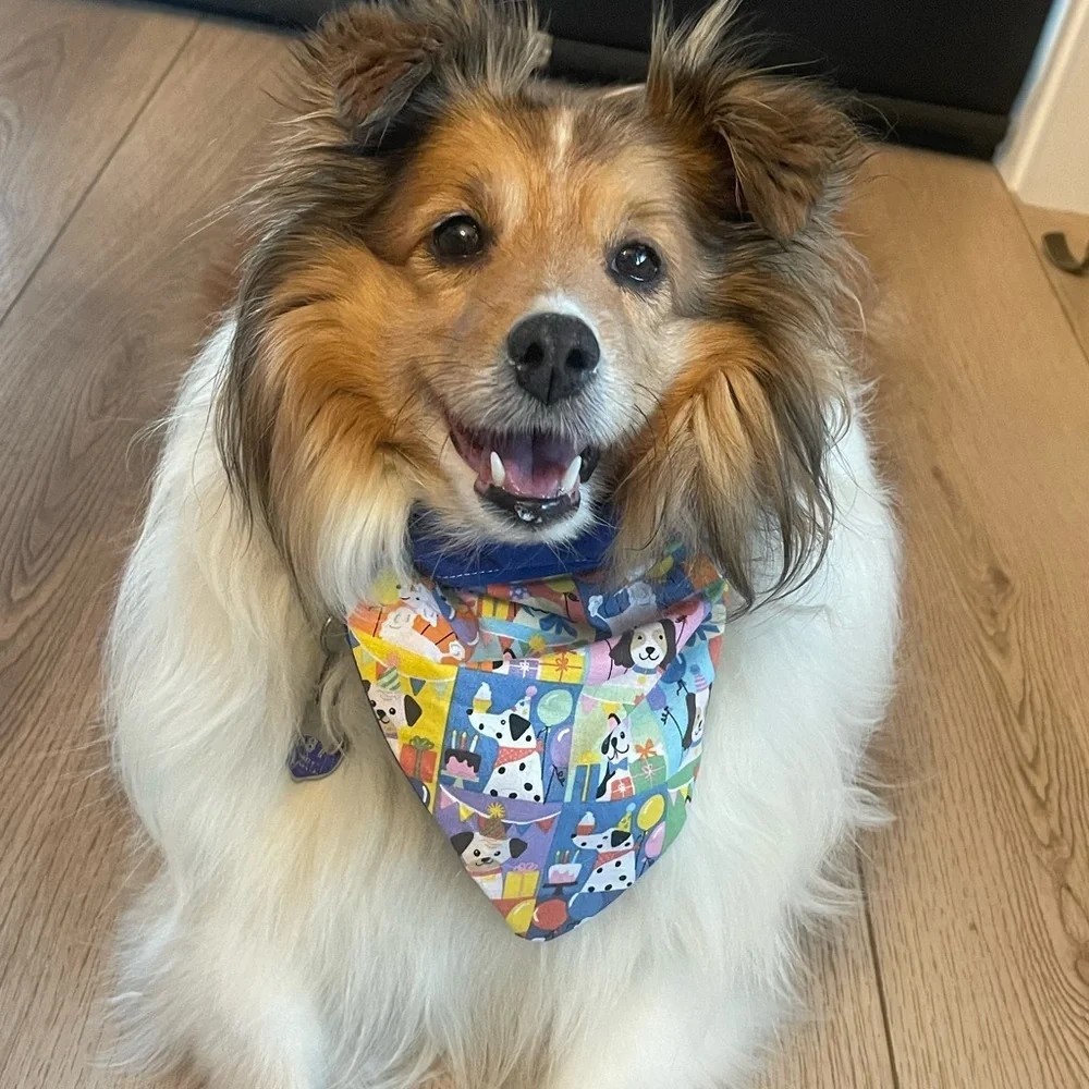 Colorful Birthday Over the Collar Dog Bandana